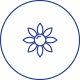 雏菊花精粹